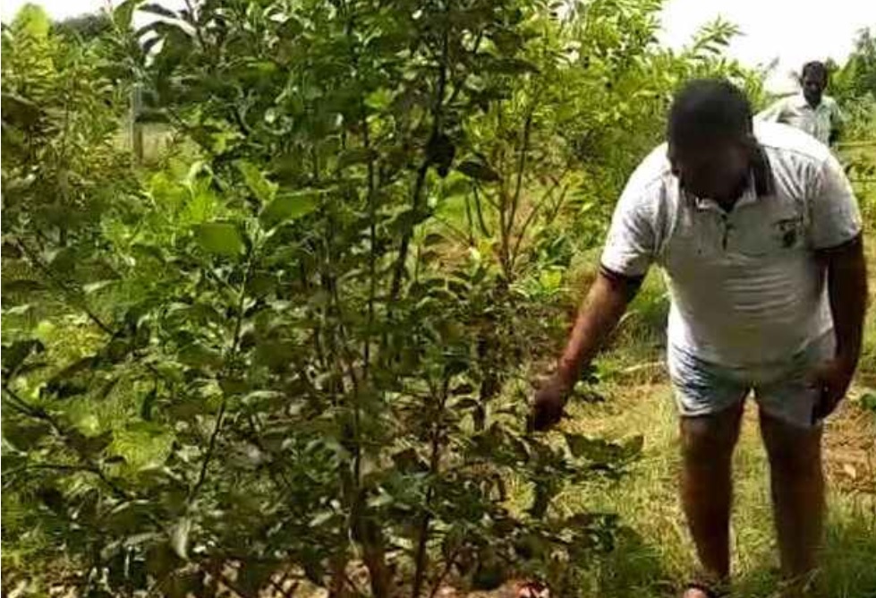 farmer rudra pratap grown apple in Prayagraj